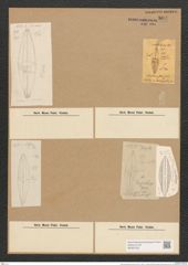 Navicula pensacolae Cleve (de-Toni-Nr.: Genus 1, Species 359) Zeichnungen Sammlung Grunow Nr. 804 (NHMW-BOT-W0367228)